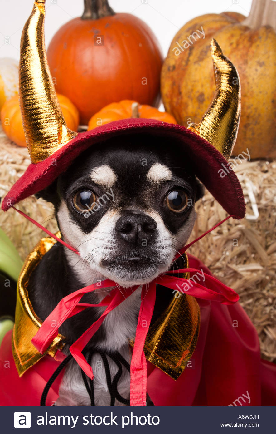 Sussigkeiten Hund Hunde Albern Welpe Halloween Kostum Kap Sussigkeiten Kurbis Stockfotografie Alamy
