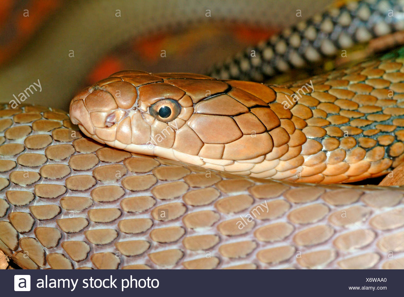 King Cobra Ophiophagus Hannah Close Up Stockfotos und -bilder Kaufen ...
