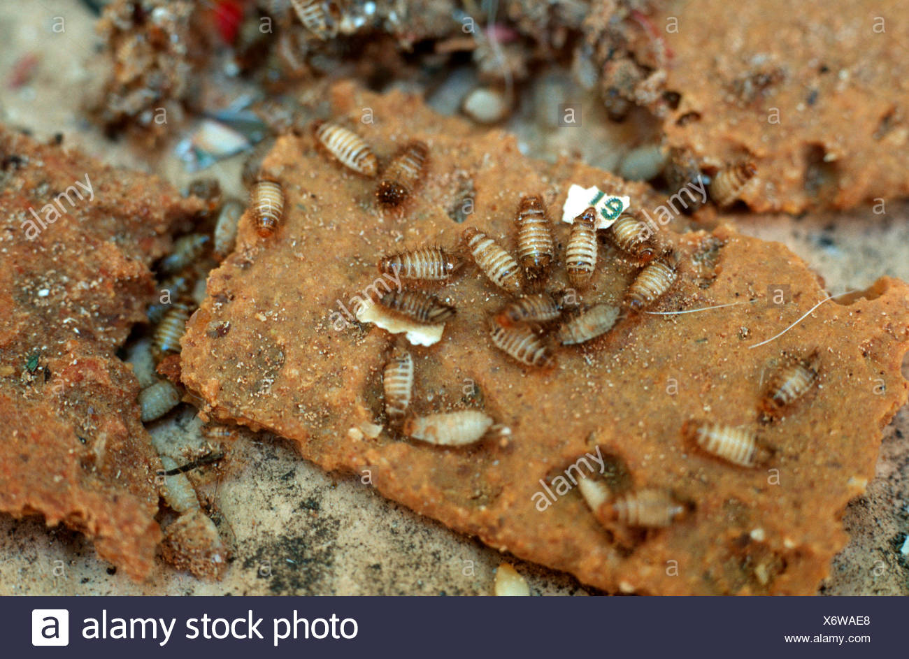 Abwechslungsreiche Teppich Kafer Anthrenus Im Stockfotografie Alamy