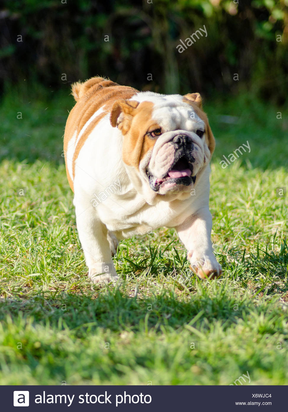 Muskulöser Schwerer Hund Stockfotos und bilder Kaufen Alamy