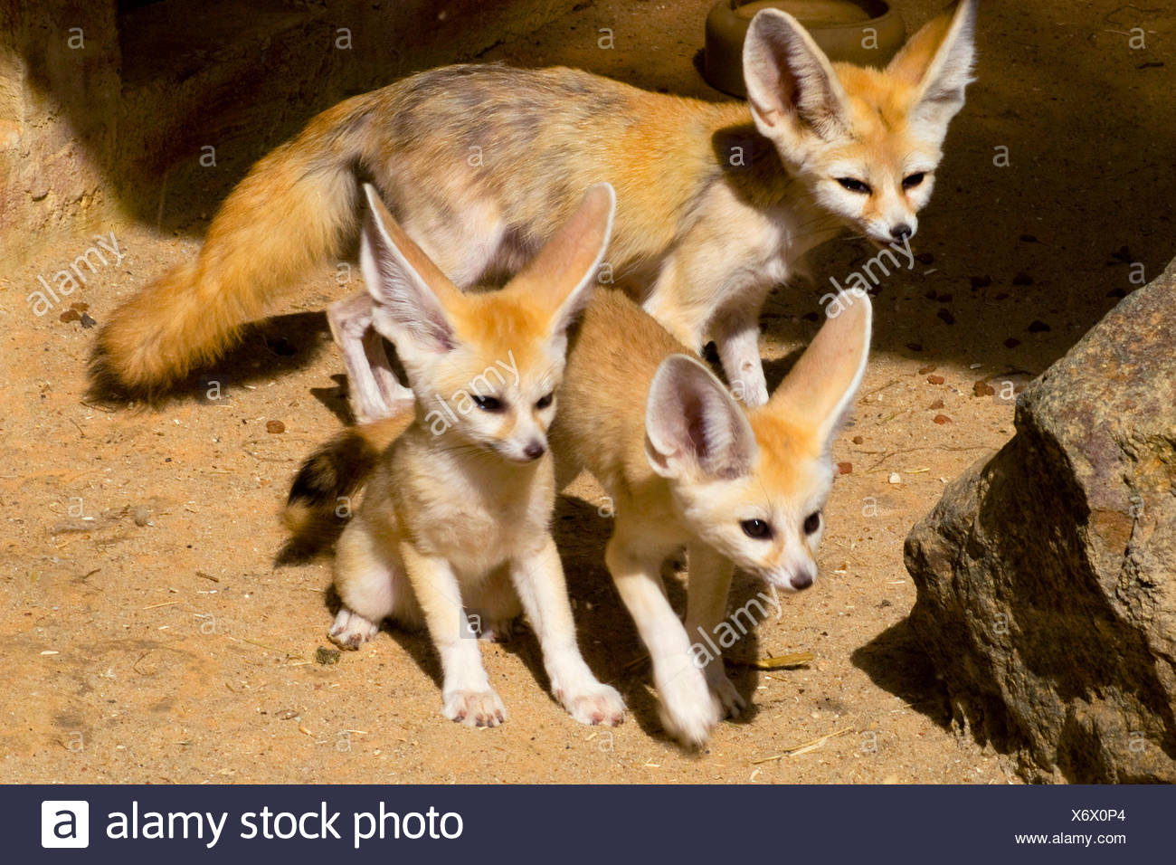 Fennec Fox Fennecus Zerda Vulpes Zerda Mutter Mit Zwei Jungen Die In Den Sand Zwischen Den Felsen Stehend Stockfotografie Alamy Fennec Fox Fennecus Zerda Vulpes Zerda Mutter Mit Zwei Jungen Die In Den Sand Zwischen Den Felsen Stehend Stockfotografie Alamy