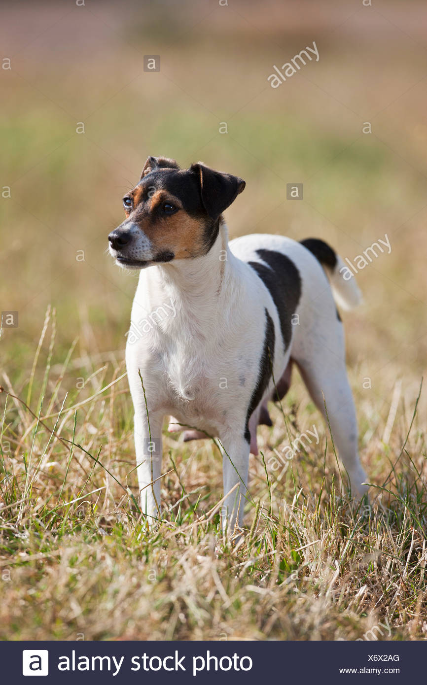 Farmdog Stockfotos Farmdog Bilder Alamy
