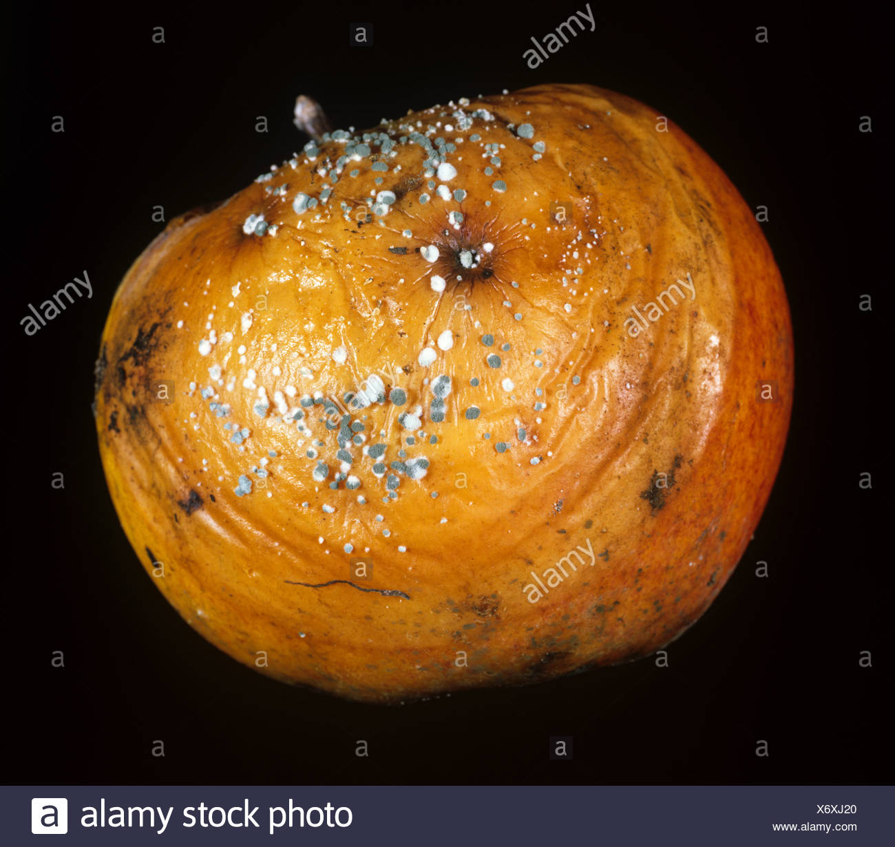 Penicillium Italicum Stockfotos Und Bilder Kaufen Alamy