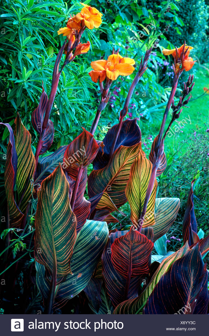 Canna Durban Exotische Pflanze Pflanzen Garten Garten Blume