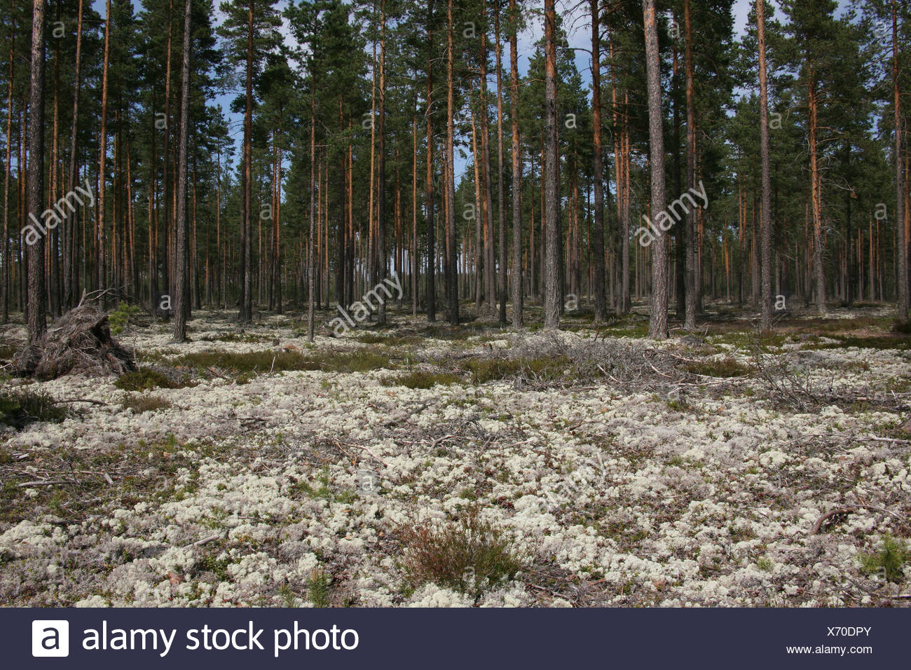 Kiefern Pinus Sylvestris Und Rentier Flechten Oder Karibus Moos Cladonia Rangiferina Schweden Europa Stockfotografie Alamy