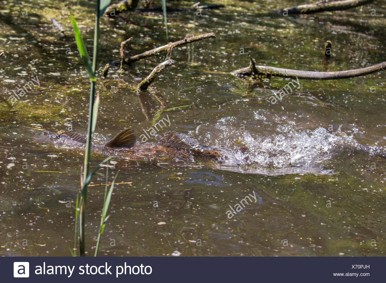 Karpfen Karpfen Europaischen Karpfen Cyprinus Carpio Laichen