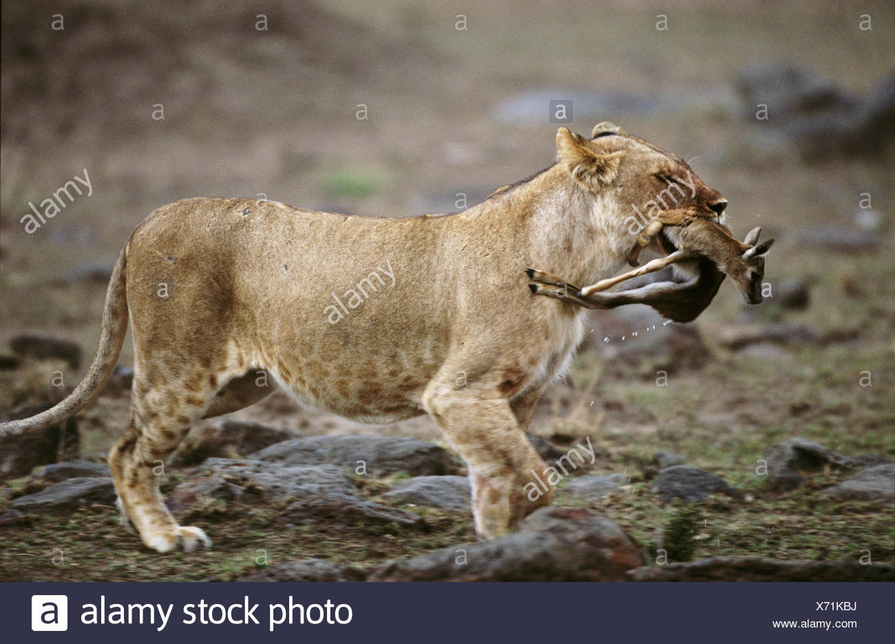 Lowen Fangen Junge Thompsons Gazelle Masai Mara Kenia Stockfotografie Alamy