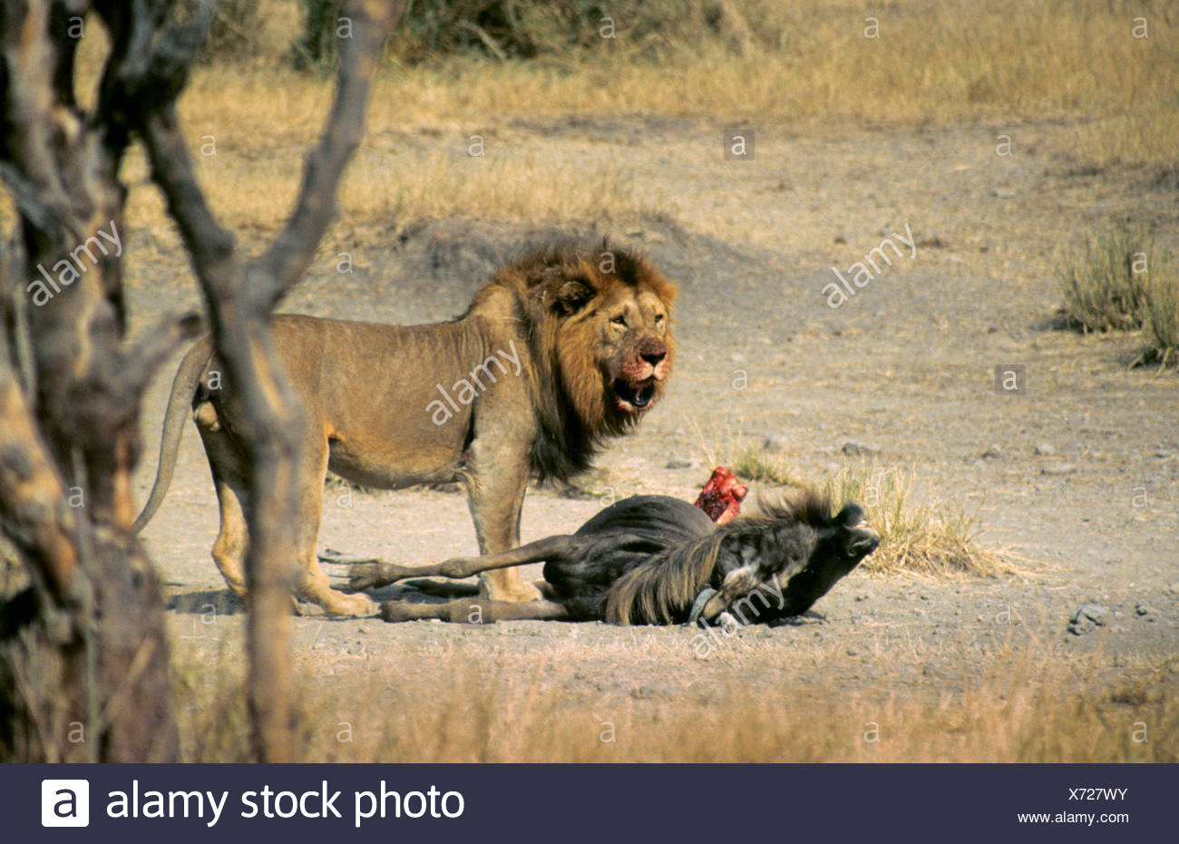 Afrikanische Lowe Mannlich Mit Seiner Gnus Toten In Serengeti Nationalpark Tansania Stockfotografie Alamy