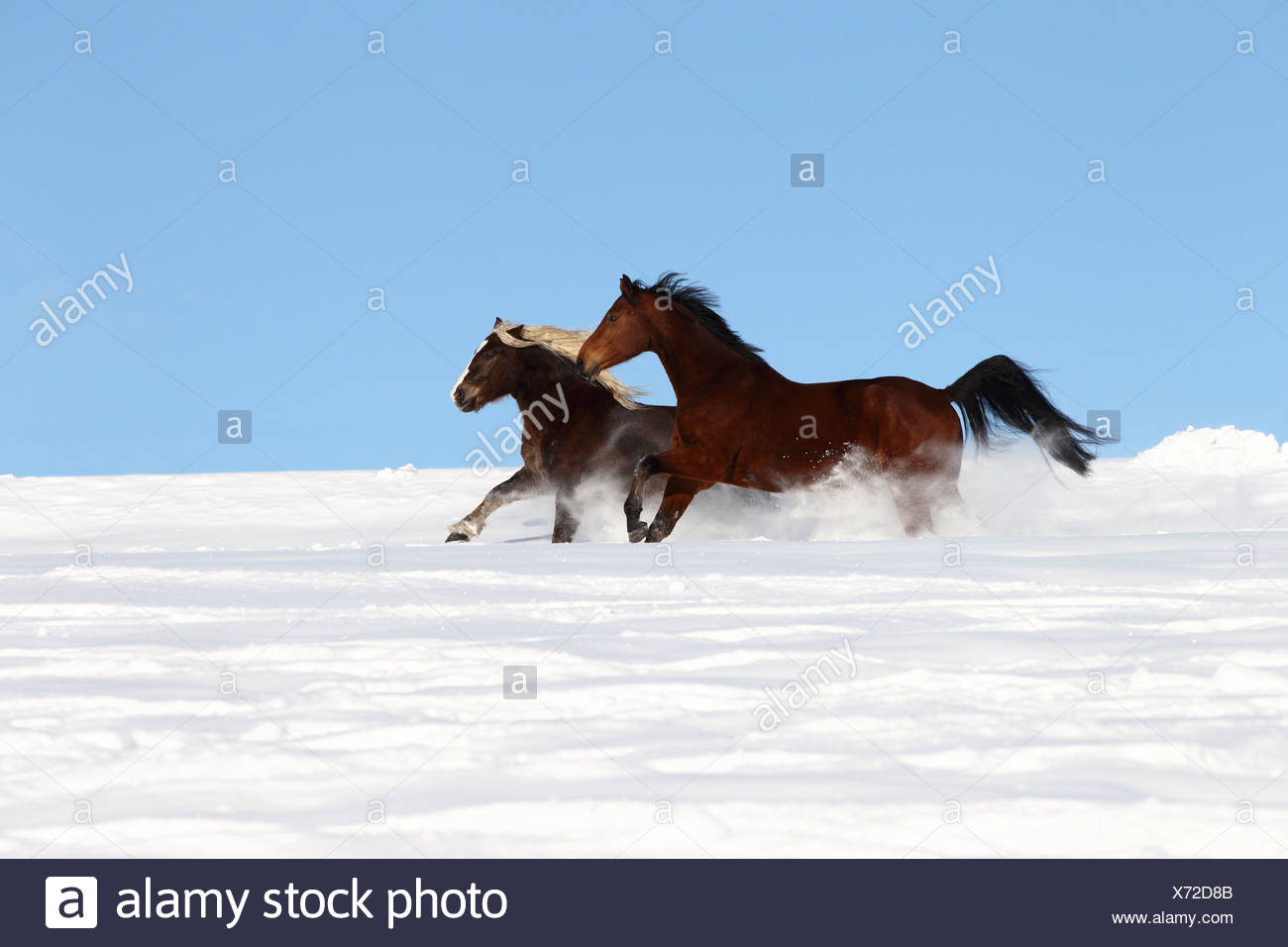 Galoppierende Pferde Stockfotos Und Bilder Kaufen Alamy