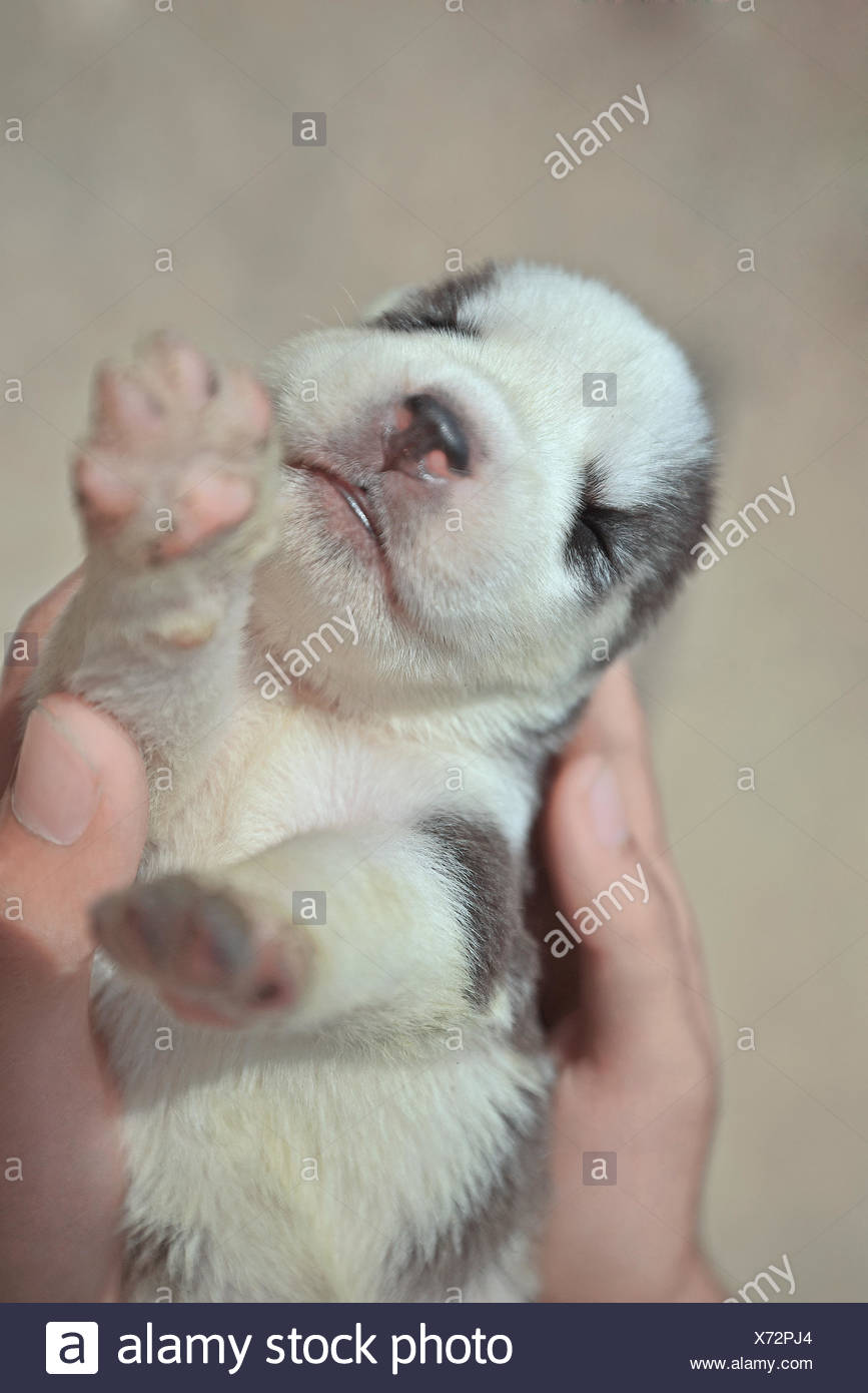 Neugeborener Heiserer Welpe Stockfotos Und Bilder Kaufen Alamy