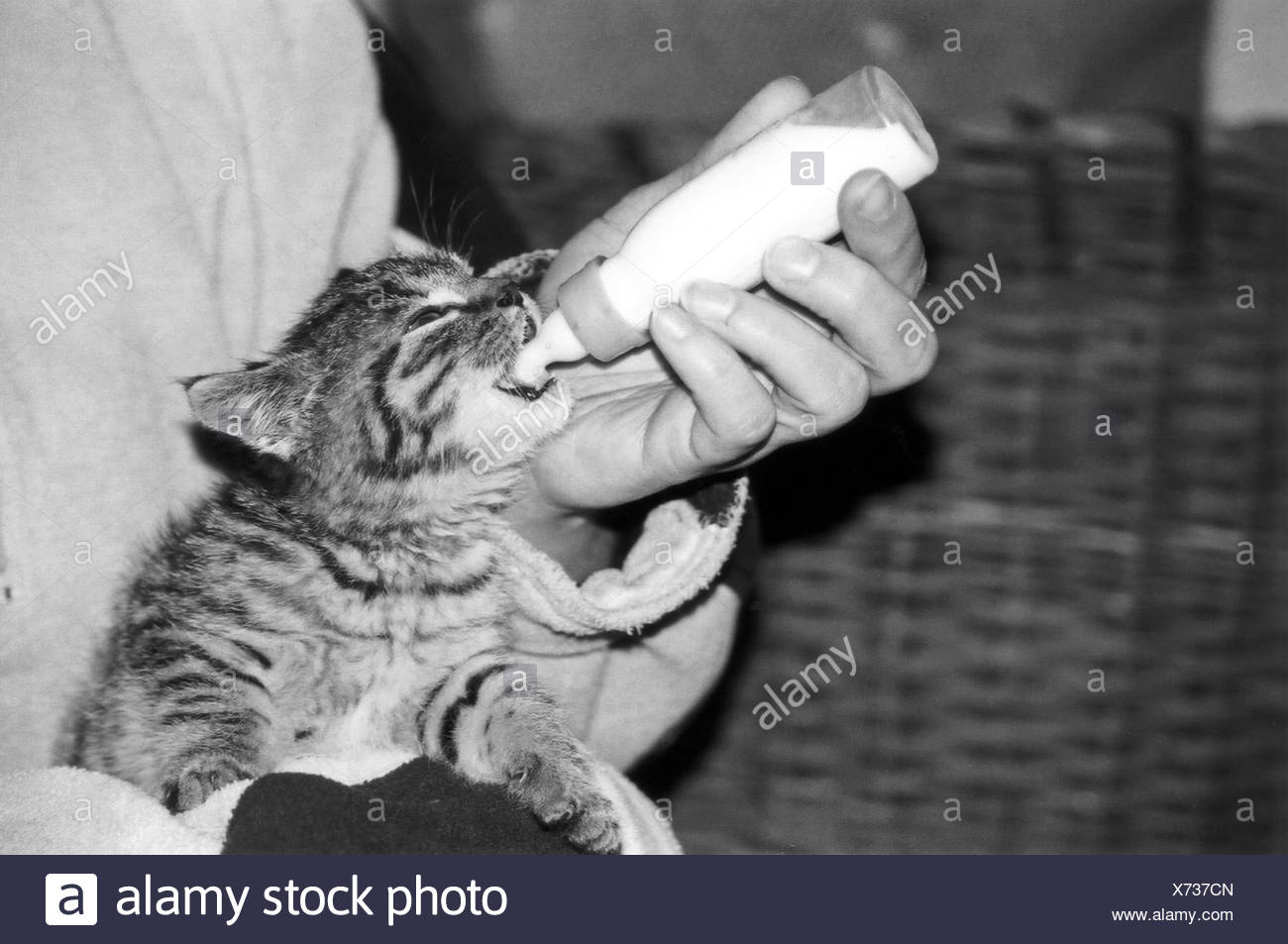 Trinken Sie Trinkende Lätzchen Bw Flasche Cub Baby Futter