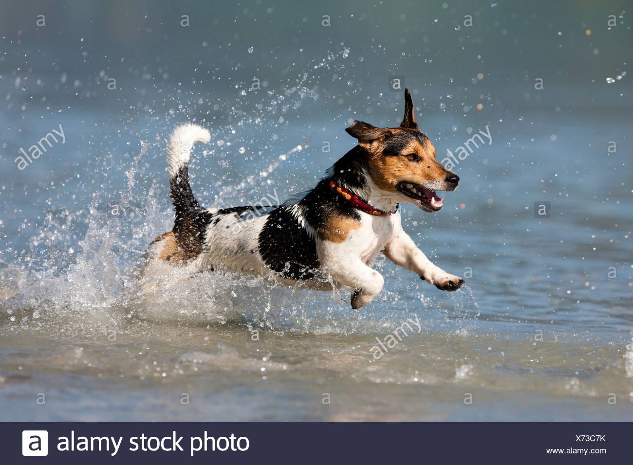 Jack Russell Terrier springen in Wasser, Nord Tirol Jack Russell Terrier springen in Wasser, Nord Tirol