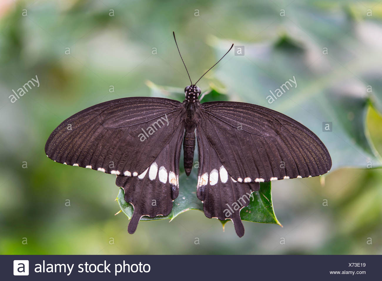 Gemeinsamen Mormone Papilio Polytes Ursprunglich Aus Asien