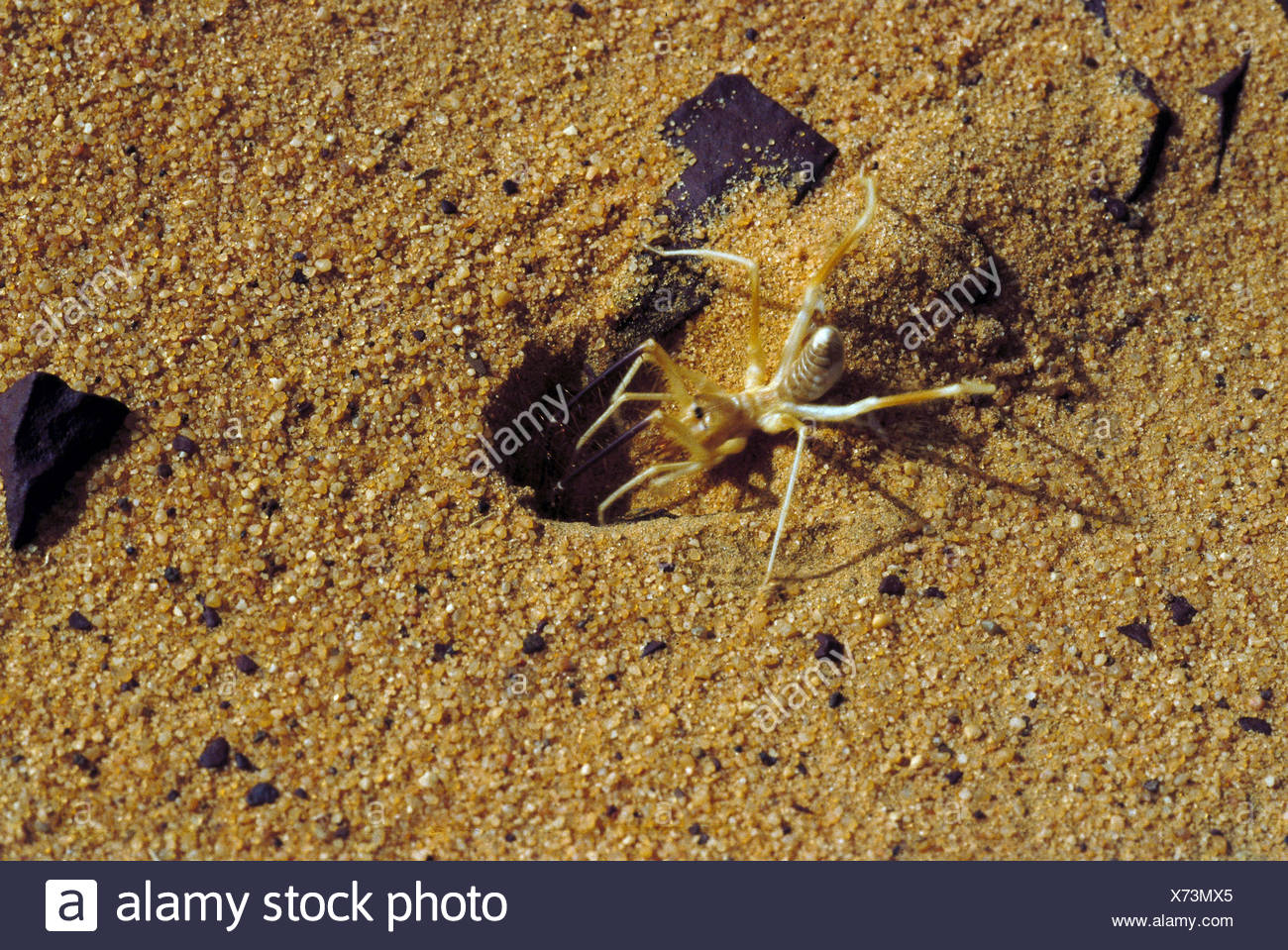Zoologie Tiere Arachnid Spinnen Camel Spider Solifugae Loch In Sand Sahara Wuste Vertrieb Wusten Ste Stockfotografie Alamy