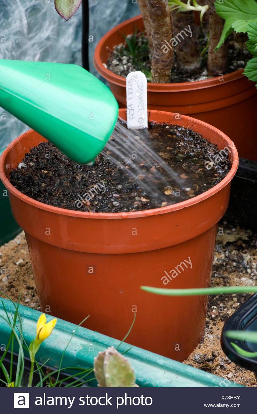 Samen Saen Blumen Bewasserung Saat Neu Erbse Miw252406 Stockfoto