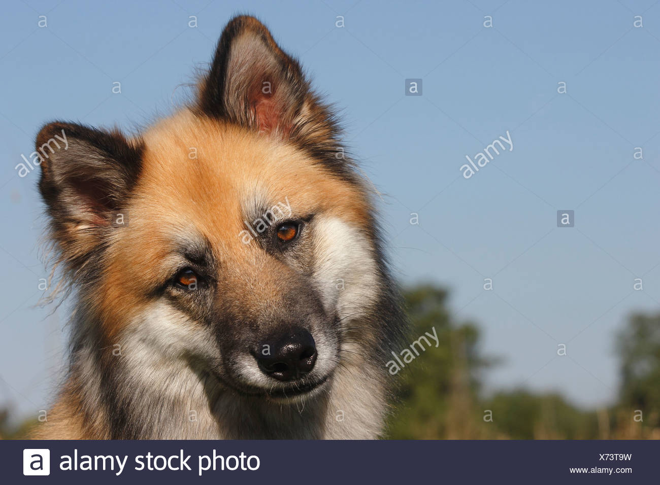 Harzer Fuchs Mischling Harzer Fuchs Mischling