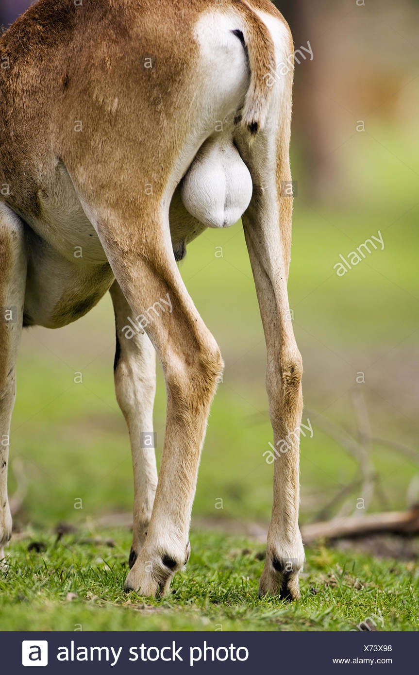 Animal Testicle Stockfotos und bilder Kaufen Alamy