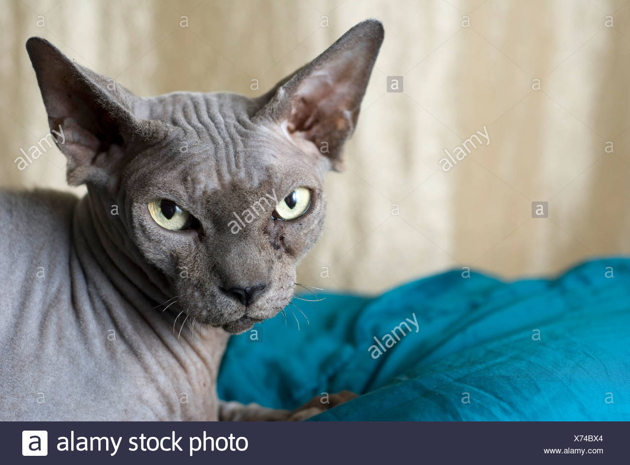 Seltene Katzenrasse Stockfotos Und Bilder Kaufen Alamy