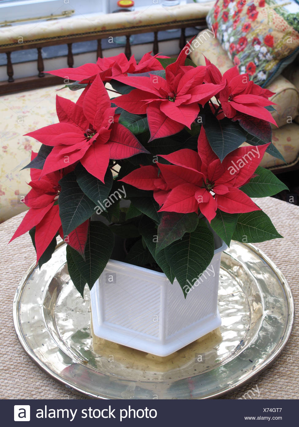 Weihnachtsstern Pflanze Mit Rot Gefärbten Hochblätter Im