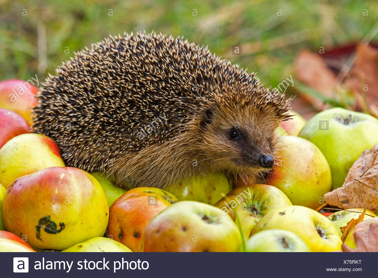 westlichen igel gesammelt europäische igel (erinaceus