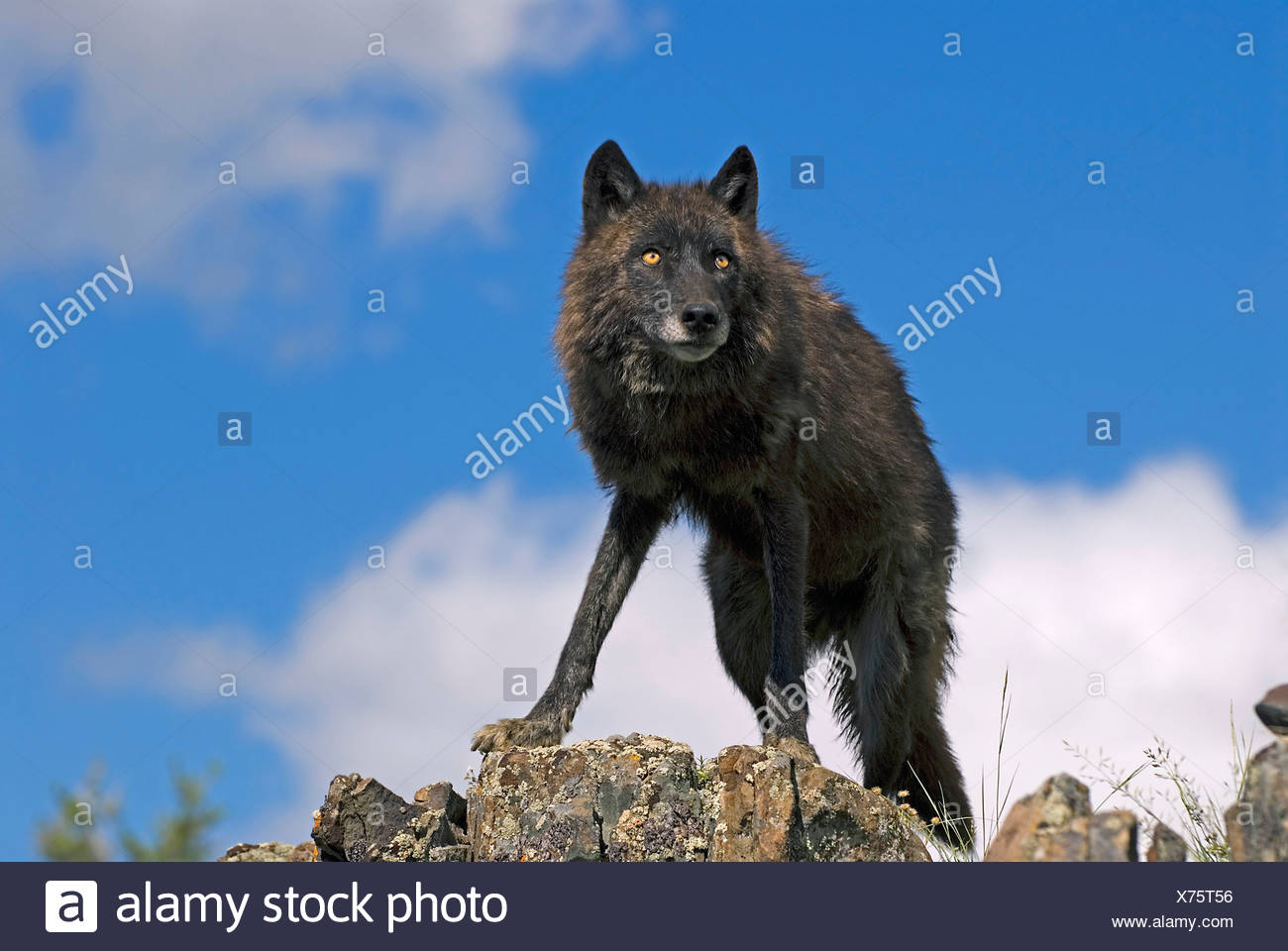Schwarzer Wolf Auf Grat Stockfotografie Alamy