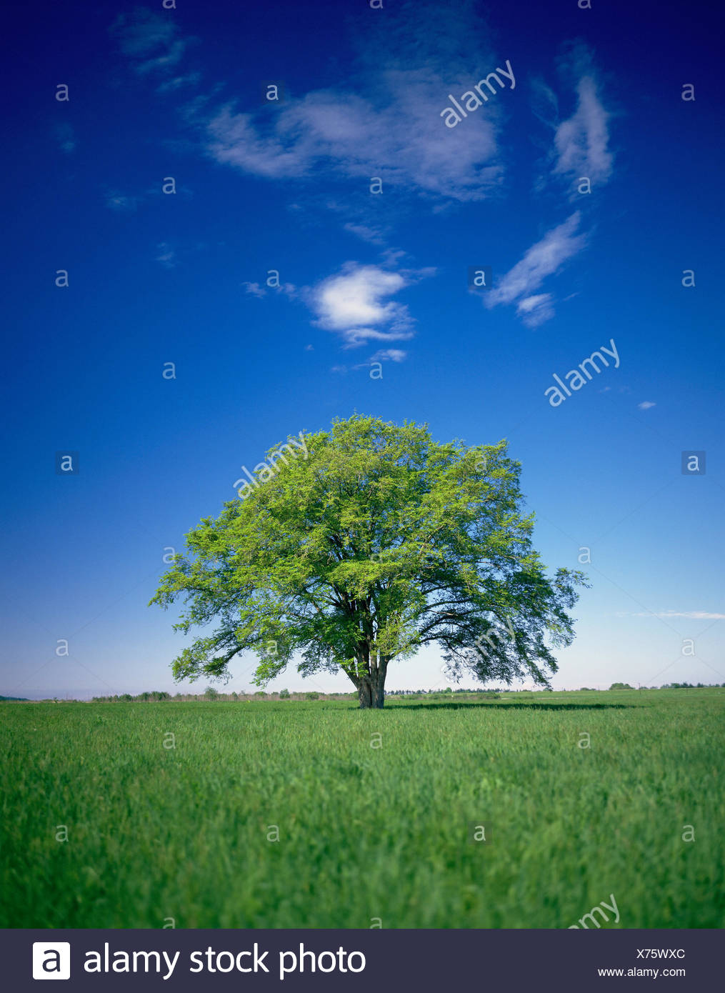 Ulme Baum Hokkaido Japan Stockfotografie Alamy