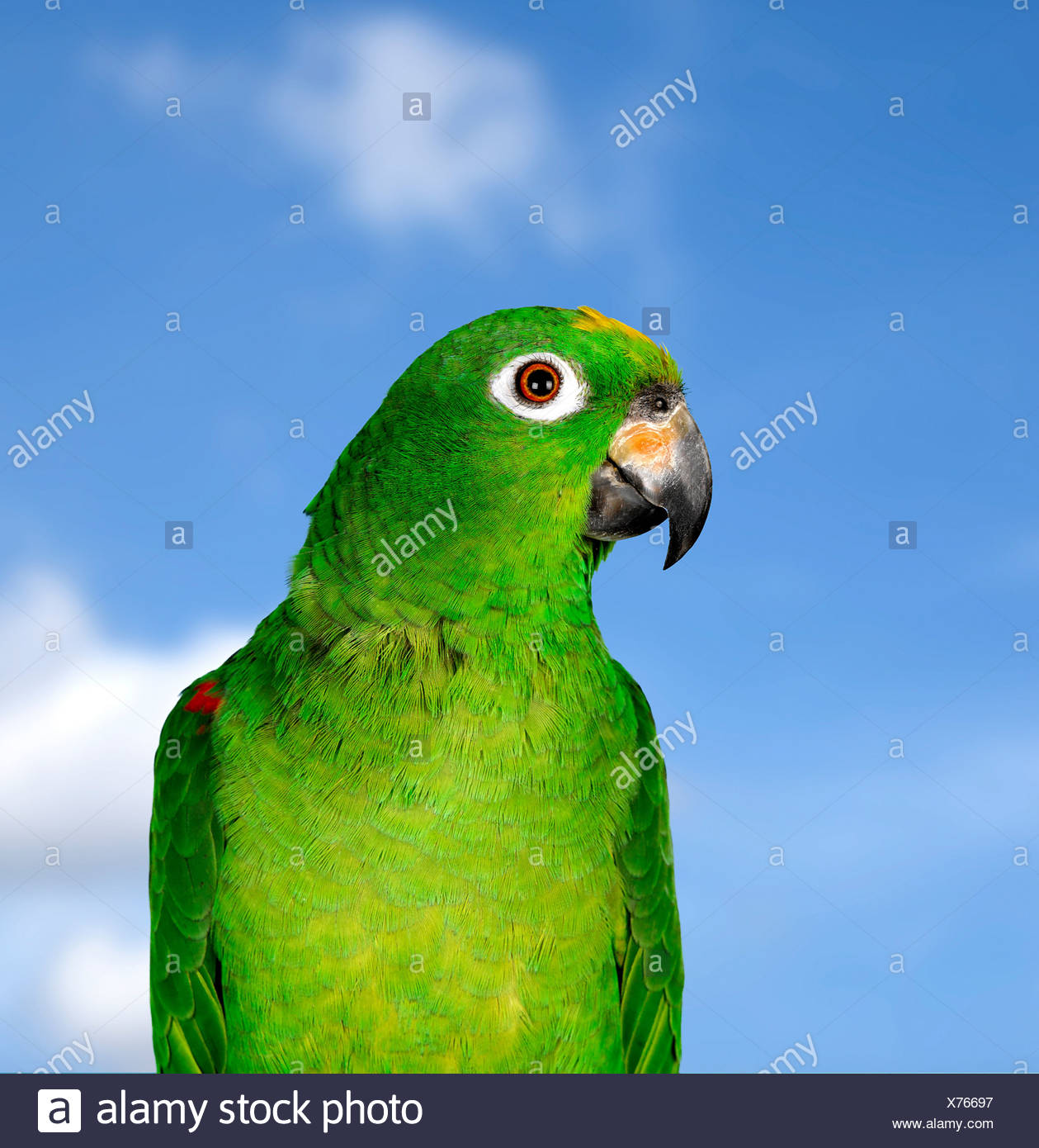 Zahmer Papagei Stockfotos und -bilder Kaufen - Alamy