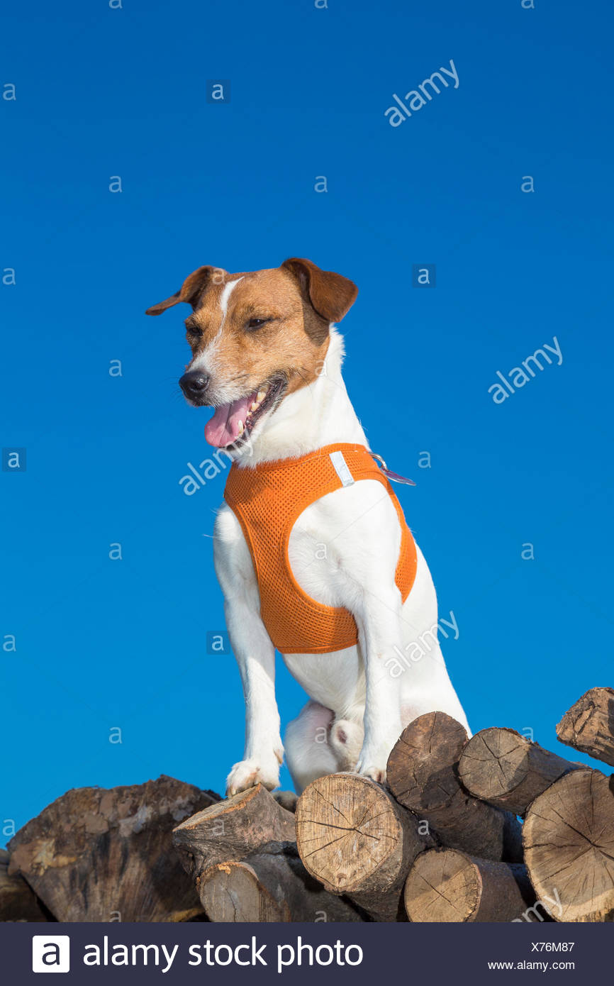Jack Russel terrier Stockfotografie Alamy Jack Russel Terrier Stockfotografie Alamy