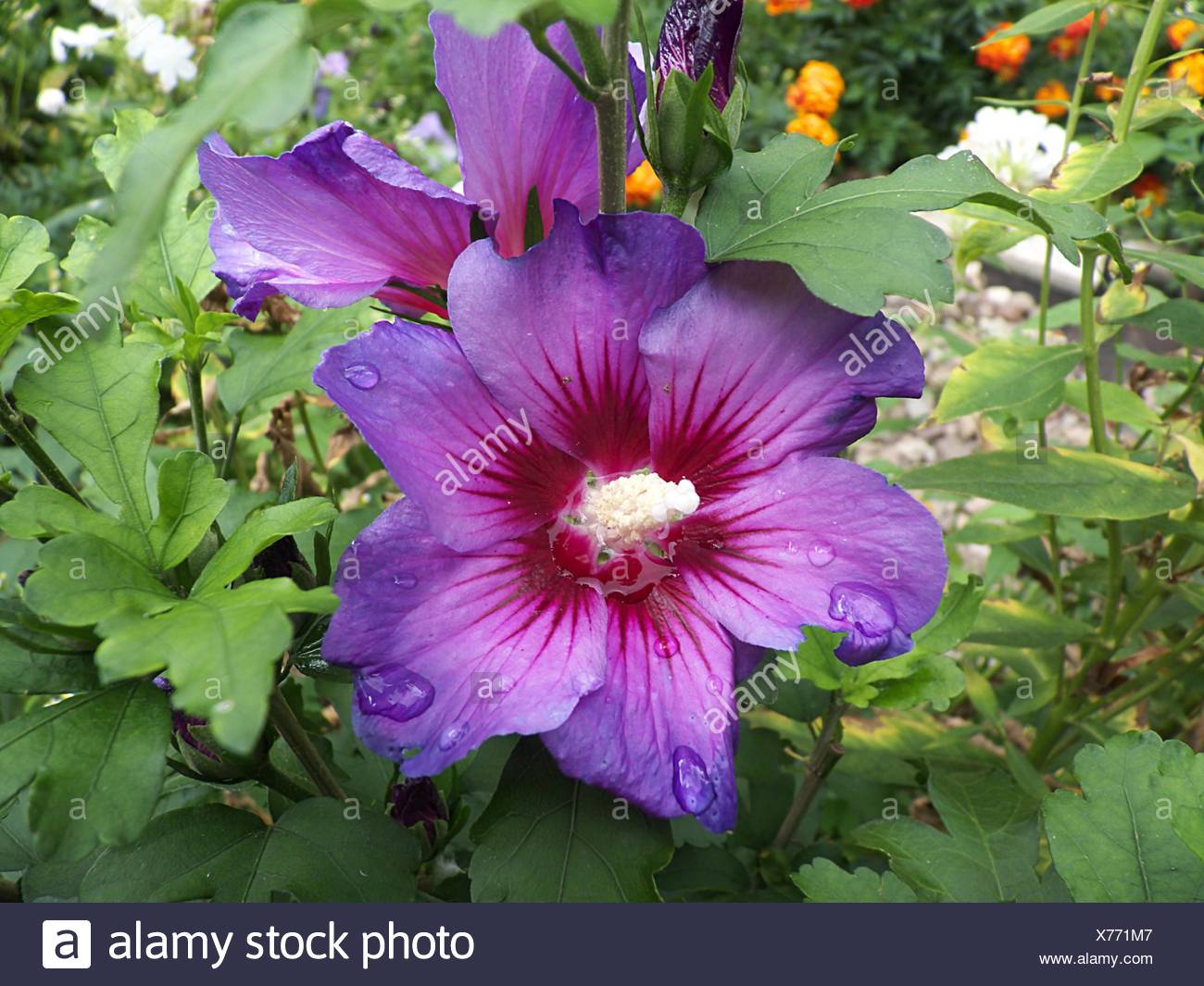 Blume Pflanze Blute Blute Bluhen Bluhende Hibiskus Strauch