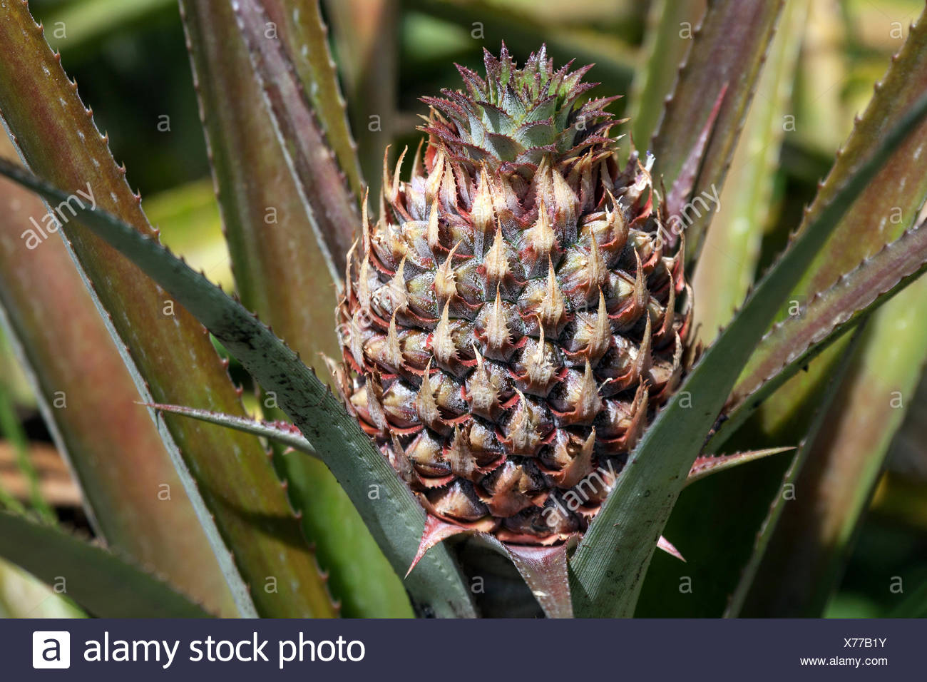 Ananas Pflanze Stockfotos und bilder Kaufen Alamy