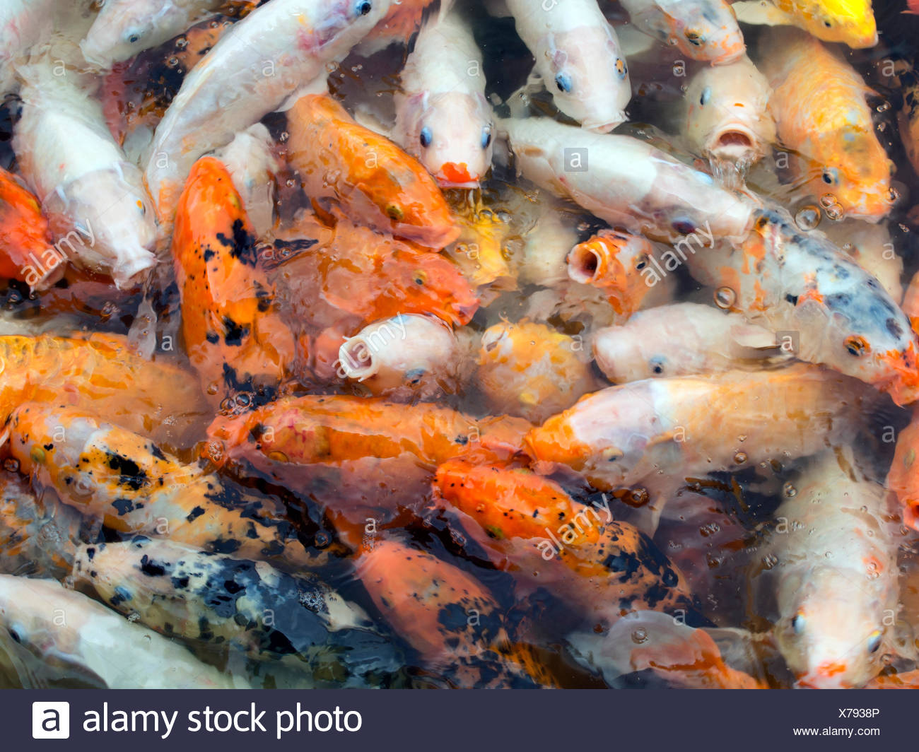 Japanische Koi Fisch Hintergrund Stockfotografie Alamy
