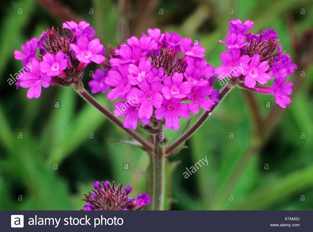 Verbena Rigida Stockfotos und bilder Kaufen Alamy