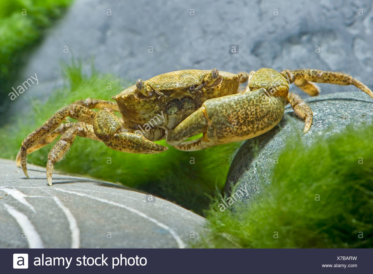 Kamchatka Krabbe Stockfotos Und Bilder Kaufen Alamy