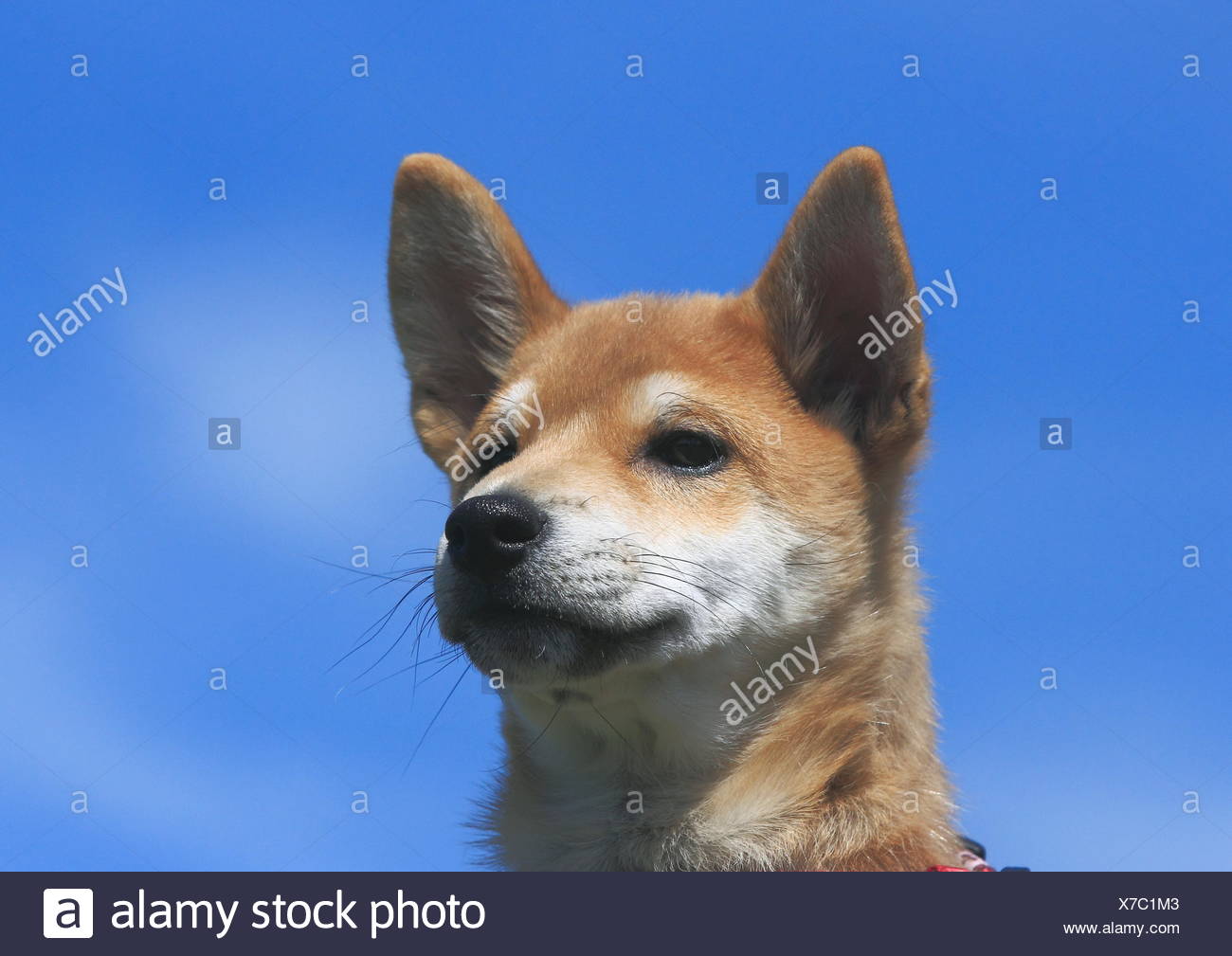 Shiba Inu Welpen Porträt Vor Blauem Himmel Deutschland
