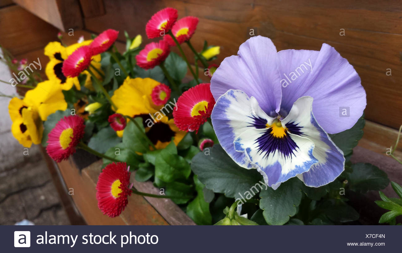 Stiefmutterchen Stiefmutterchen Veilchen Viola X Wittrockiana Viola Wittrockiana Viola Hybrida Zusammen Mit Englischen Ganseblumchen In Einem Blumenkasten Deutschland Stockfotografie Alamy