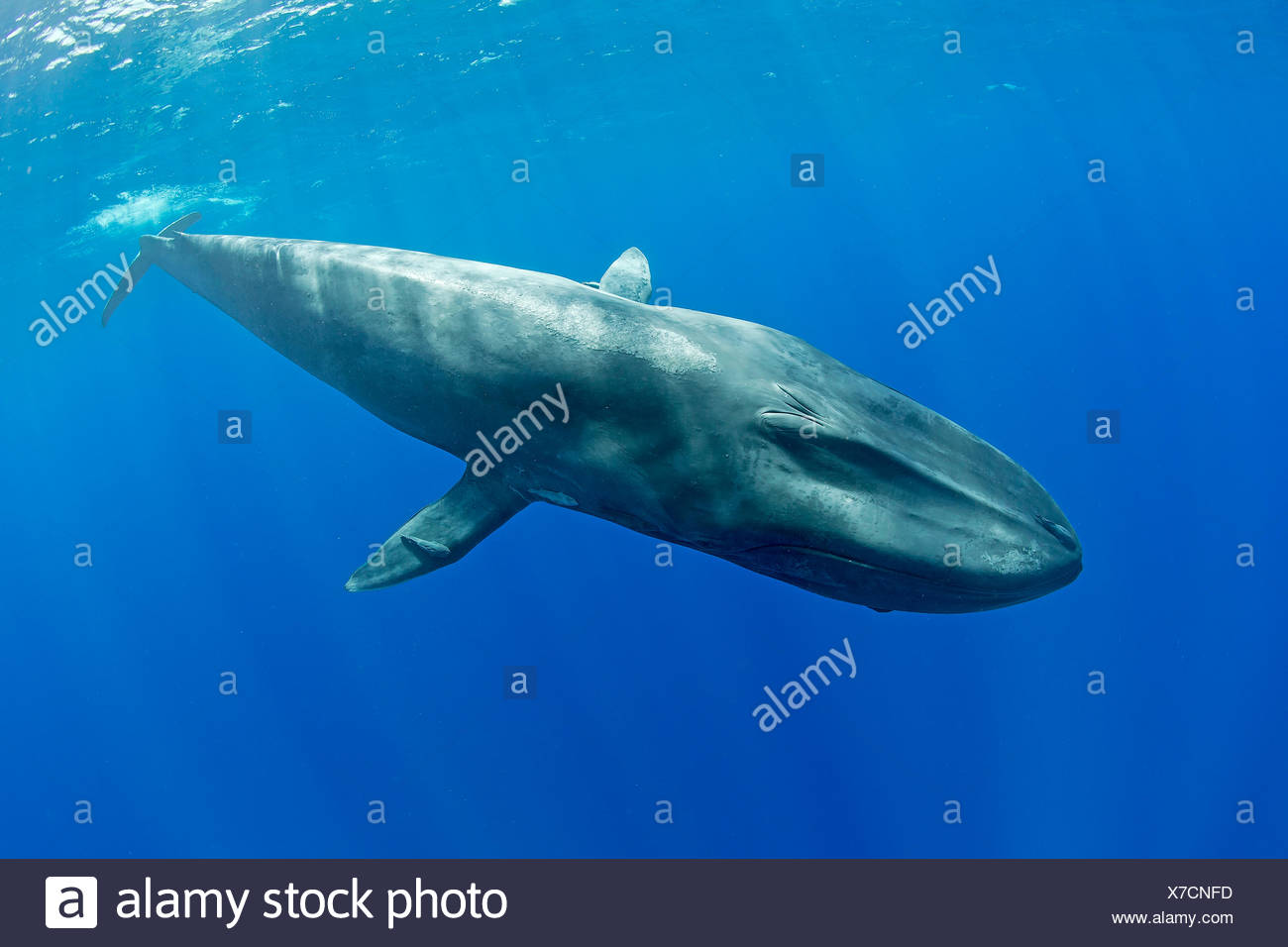 Blauwal Stockfotos Und Bilder Kaufen Alamy