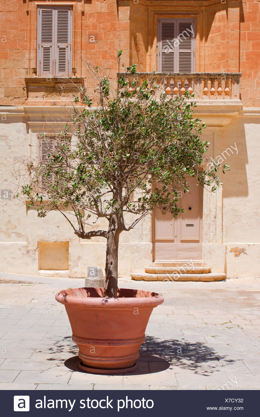 Pot Olive Tree Stockfotos & Pot Olive Tree Bilder - Alamy