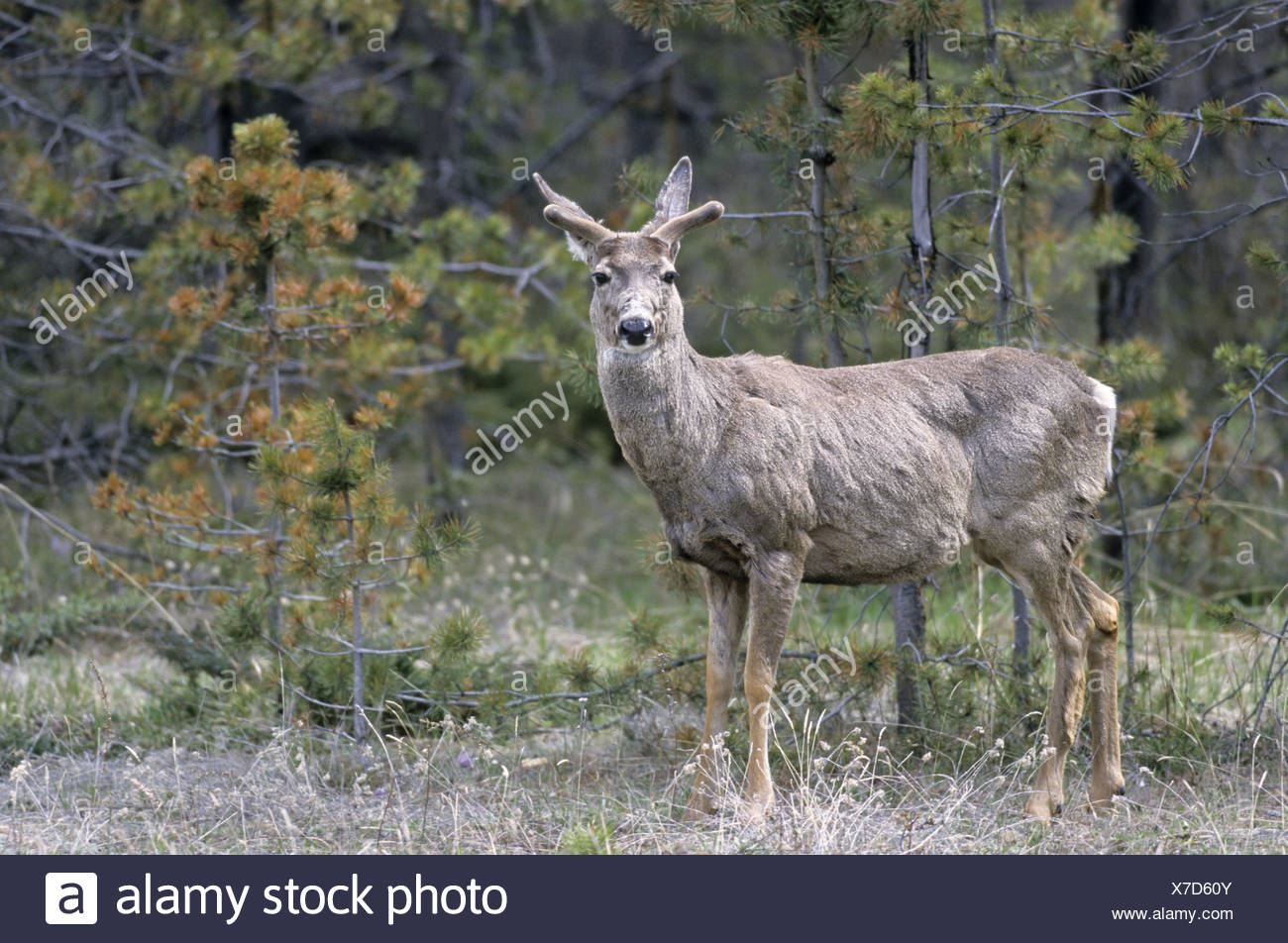 Schwarzwedelhirsche Stockfotos Und Bilder Kaufen Alamy