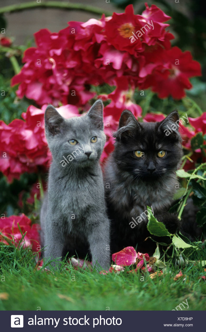 Katzen Maine Coon Und Britisch Kurzhaar Hauskatzen Felis