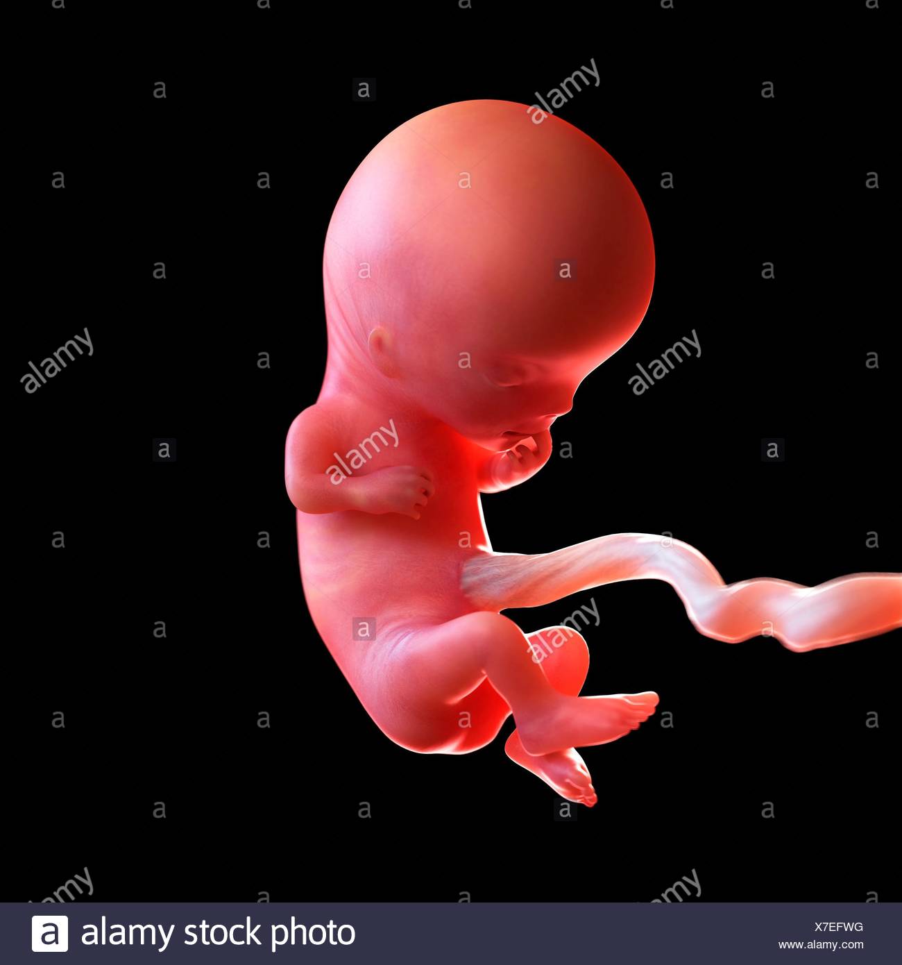 Menschlichen Fotus Alter 11 Wochen Abbildung Stockfotografie Alamy