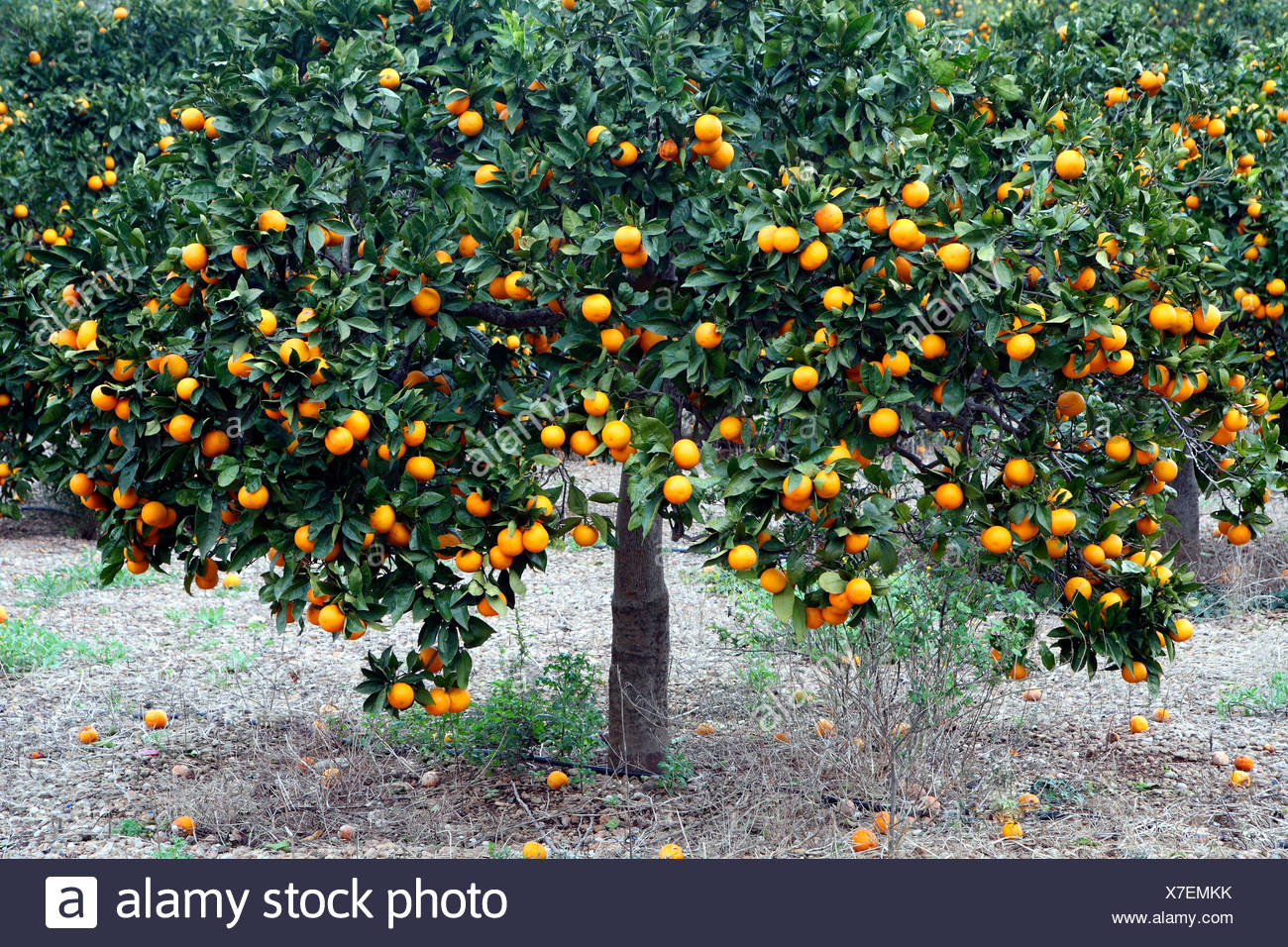 Der Orangenbaum Stockfotos und bilder Kaufen Alamy