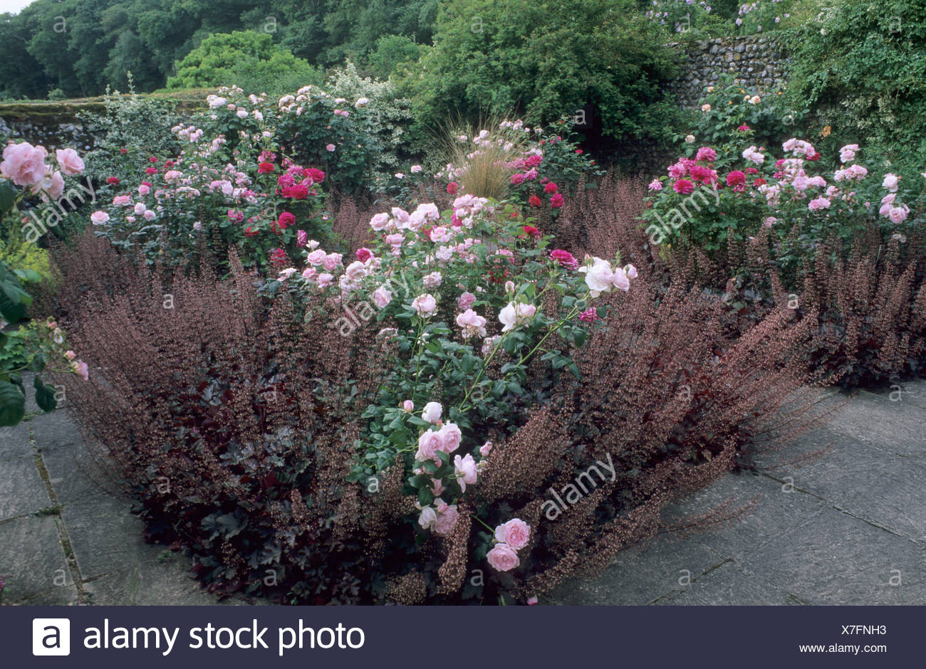 Rosen Mit Heuchera Schokolade Mit Ruschen Ummauerten Garten Lila