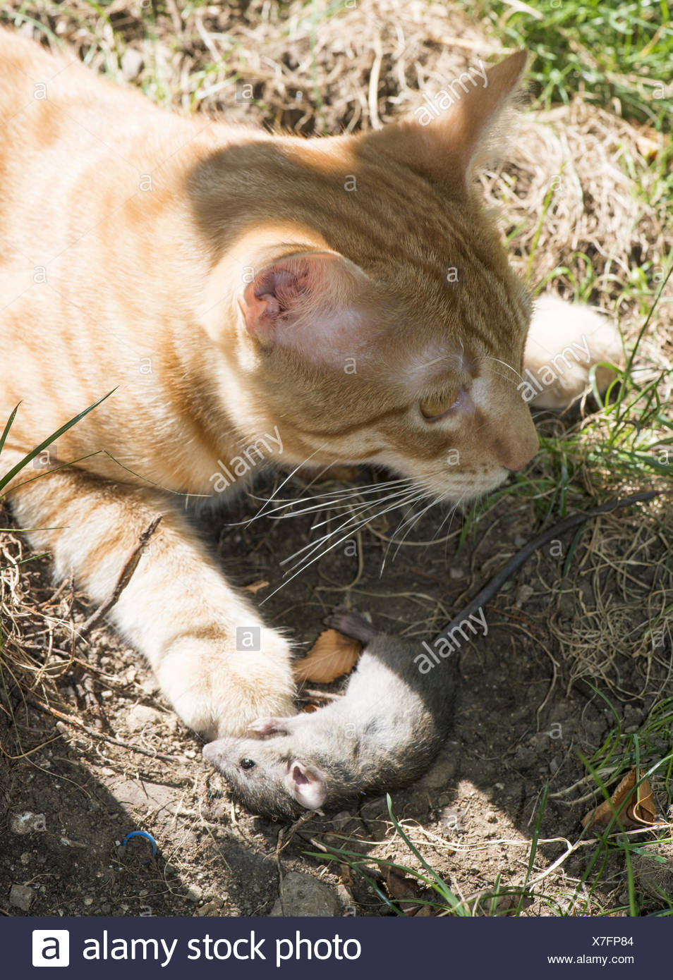 Katze Und Maus Im Garten Stockfoto Bild 280015236 Alamy