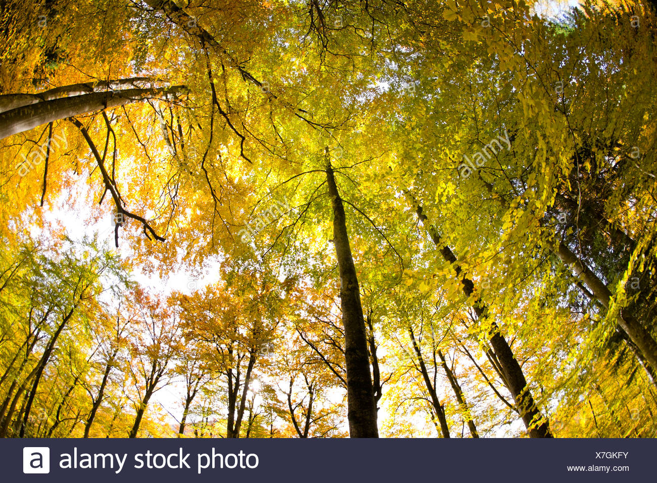 Holz Wald Landschaft Gelbe Baume Verlasst Die Schweiz Farbe Herbstliche Laubbaume Sehen Blick Nach Oben Frosch Perspektive Stockfotografie Alamy