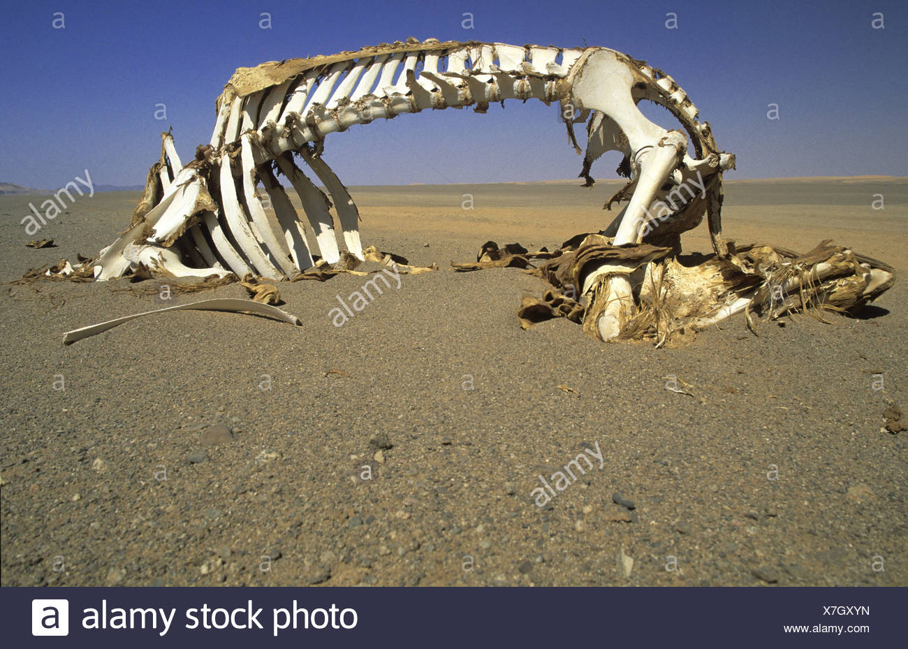 Camel Skeleton In The Desert Stockfotos & Camel Skeleton In The Desert ...