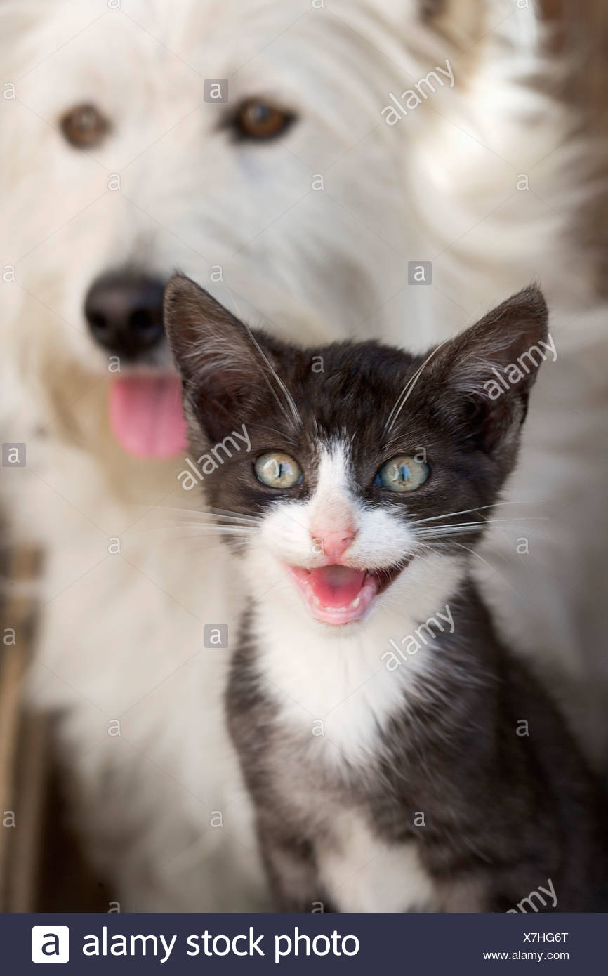 Download Freundschaft tiere For iPhone