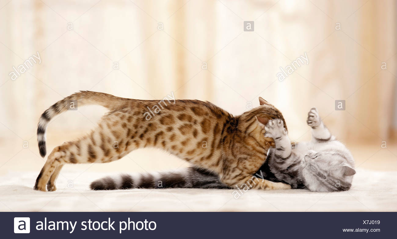 Britisch Kurzhaar Katze Und Bengal Katze Bekämpfung