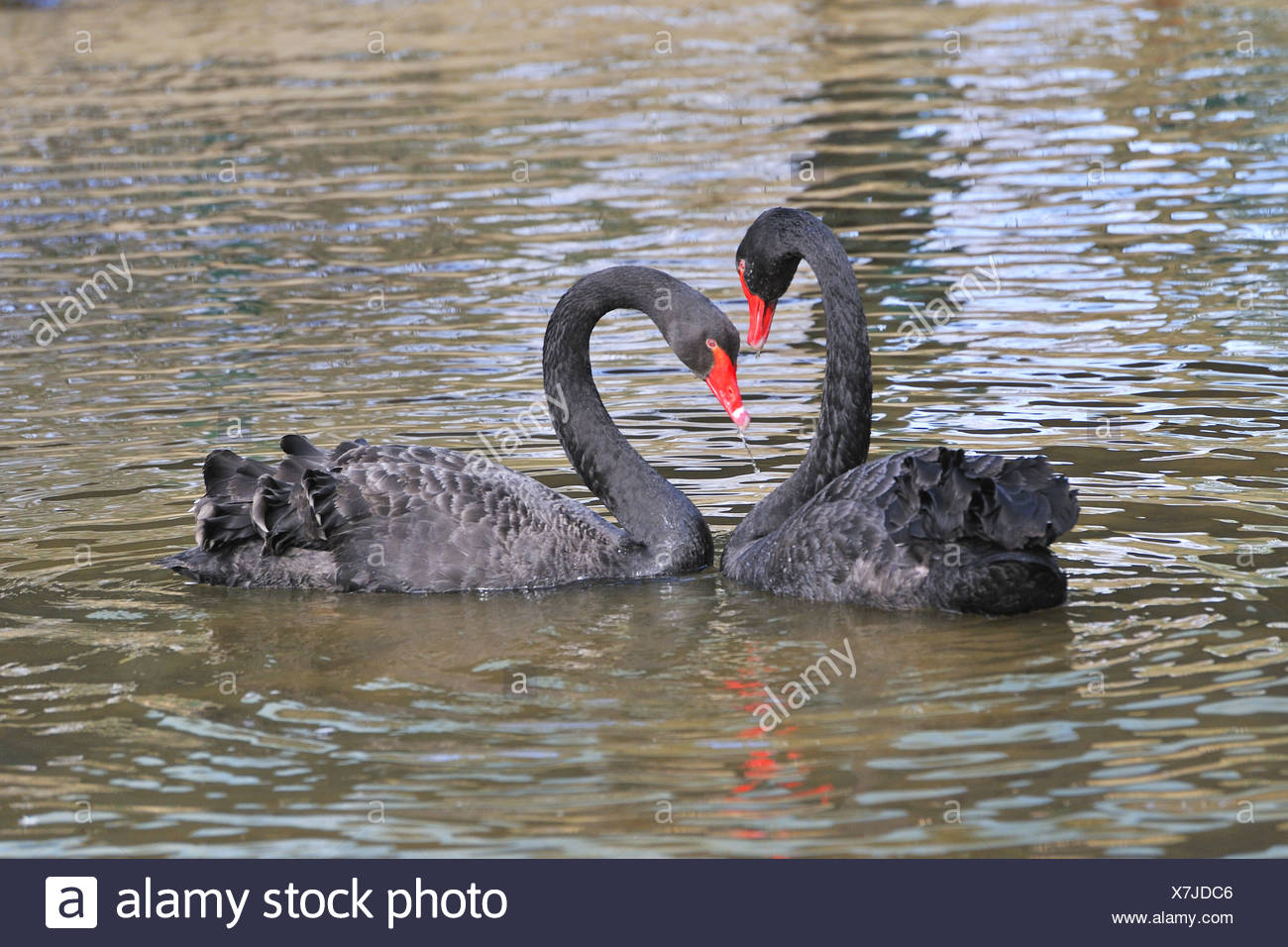 germany-the-black-swan-stockfotos-germany-the-black-swan-bilder