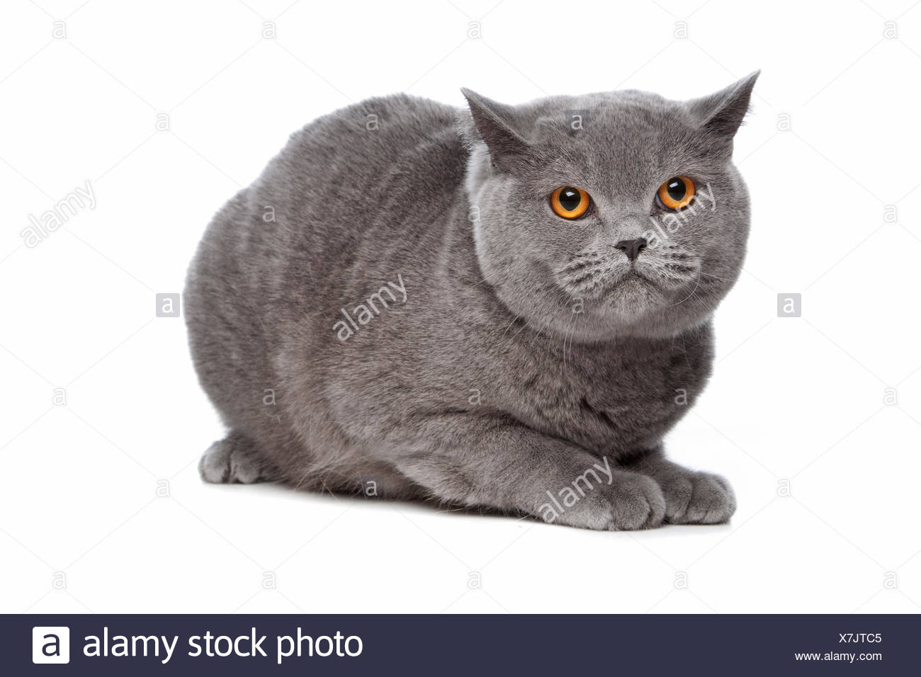 Blaue Britisch Kurzhaar Katze Stockfoto Bild 280082773 Alamy