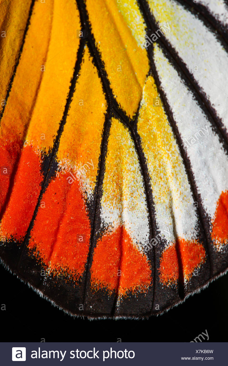 Schmetterling Flugel Textur Detail Der Schmetterlingsflugel Fur Nahaufnahme Stockfotografie Alamy
